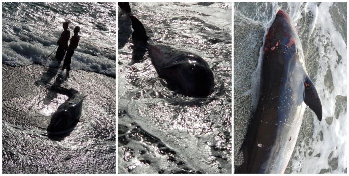 Revuelo en Baracoa luego que una ballena quedara varada en la playa de este poblado guantanamero