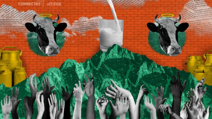 La ruta de la vaca... ¿Volveremos los cubanos a tomar leche y comer carne de res?