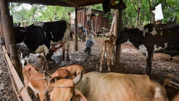 Gobierno cubano revela cuánto pagará a los ganaderos por la carne de res y la leche que estarán obligados a venderle
