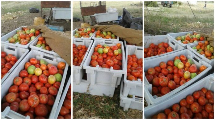 Cientos de quintales de tomate se pierden en un campo de Sancti Spíritus porque el Gobierno ahora no quiere pagarle a los campesinos a quienes se los encargó