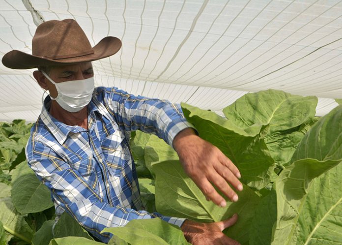 Gobierno cubano paga centavos por el tabaco que se cultiva en Pinar del Río y luego lo vende por millones de dólares en el extranjero