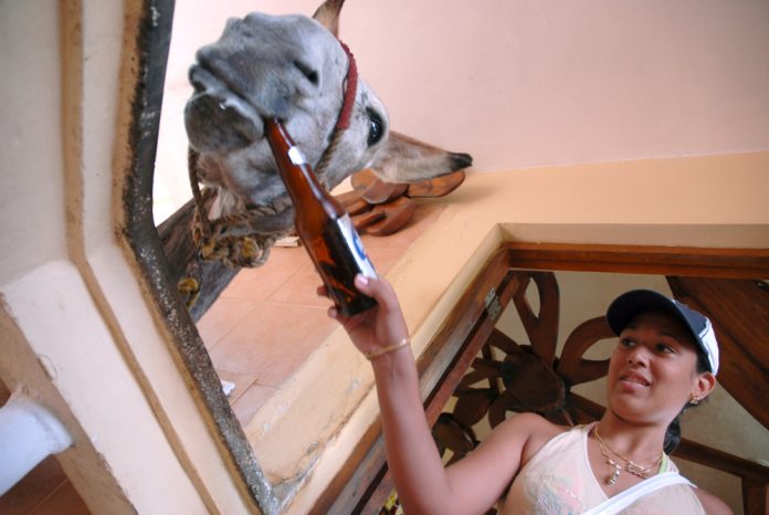 La familia de burros bebedores de cerveza del Mirador de Mayabe