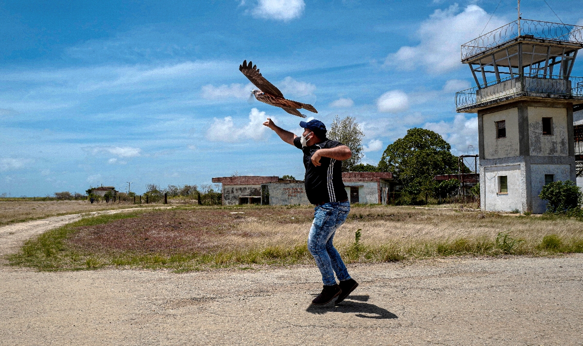 Cubano en Mayabeque inventa pequeño dron que imita a un gavilán y quiere venderlo internacionalmente a los aeropuertos para espantar aves