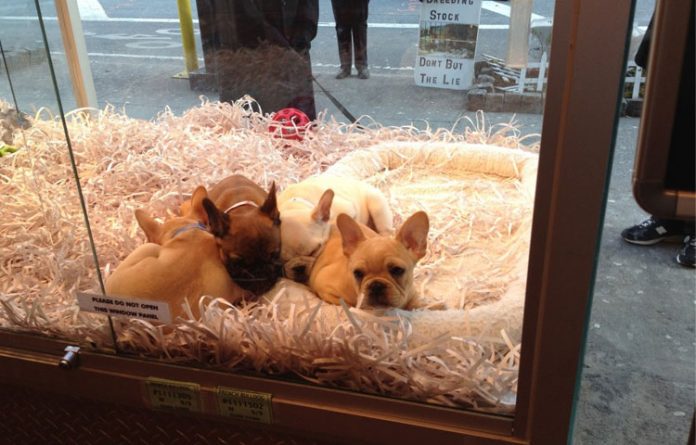 Lo que faltaba!!! Gobierno cubano abre tienda para la venta de cachorros de perros de raza, curieles, hámster y conejos de chinchilla