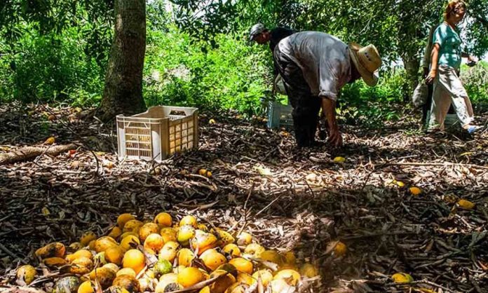 En medio del hambre y la escasez que se vive en Cuba, el Gobierno deja podrirse miles de toneladas de tomate y calabazas en los campos porque no hay combustible para transportarlos