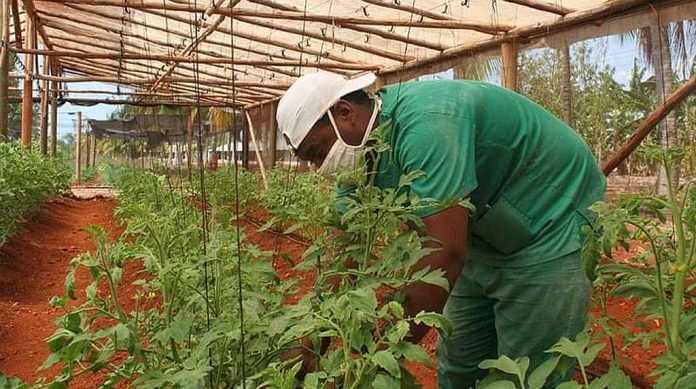 Campesinos cubanos creen que las nuevas medidas anunciadas por el Gobierno se quedarán solo en tinta y papel pues fueron tomadas por burócratas y políticos