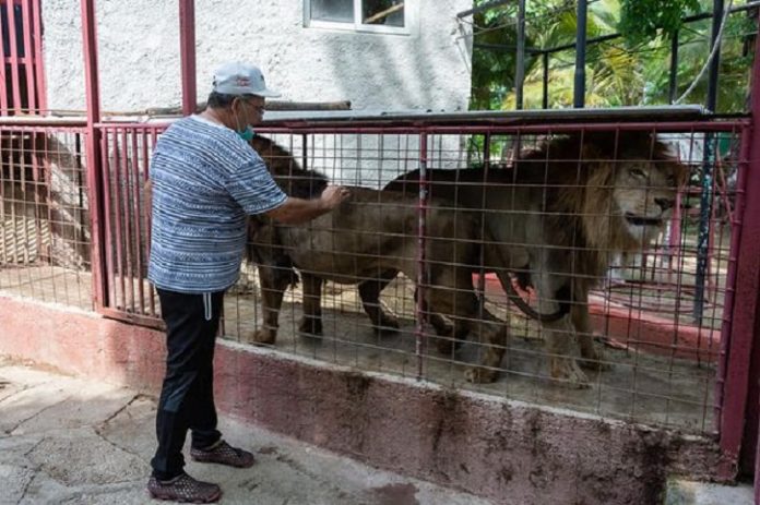 Pánico en Camagüey luego de que se escaparan tres leones del circo que estaban resguardados en el zoológico de la ciudad