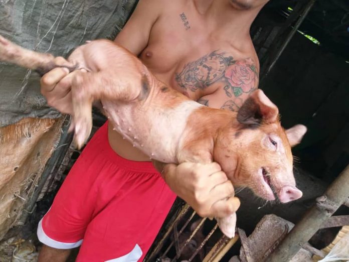 Los criadores de cerdos en Cuba se las están viendo negras sin comida para sus animales y el precio de esta carne se dispara