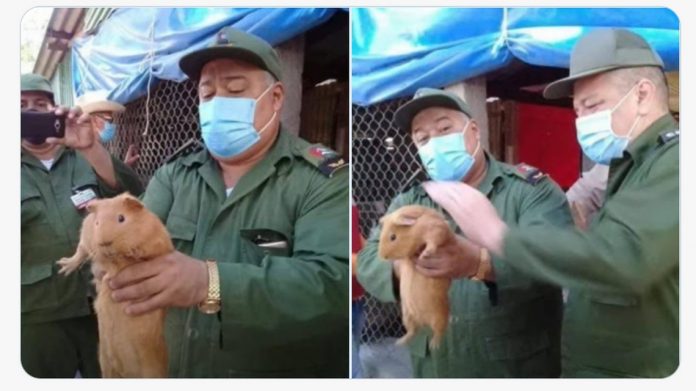 Dirigentes en Cuba se pasean por las nuevas granjas de curieles para 