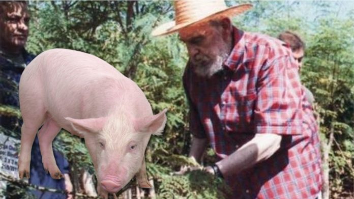Gobierno cubano asegura que podría ahorrarse más de 500 millones de dólares anuales gracias a una idea de Fidel Castro para darle moringa a los puercos