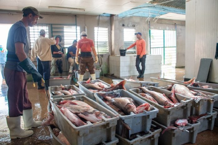 Hasta la tilapia cubana se vende ahora en las tiendas en MLC... ¿Qué queda para los cubanos sin dólares?