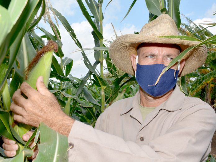 Gobierno cubano asegura que entre abril y diciembre del año pasado perdieron 330 millones de dólares en la agricultura y le hecha la culpa a Estados Unidos