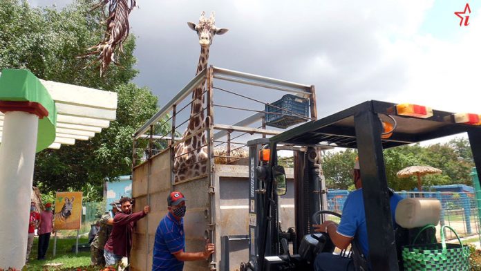 Cubanos se quedan asombrados al ver una gran jirafa sobre un camión recorriendo la Carretera Central