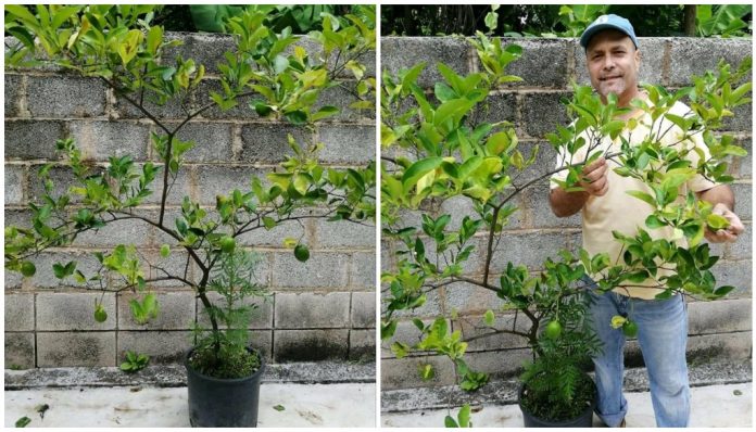 El exespía Gerardo Hernández es el mago de la agricultura!!! Primero sembró guanábanas en una maceta y ahora una mata de limones