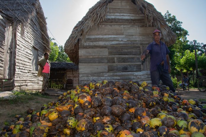 En Cuba puede no haber comida, pero al Gobierno le sobra la ineficiencia para dejar perder en los campos la poca que se produce