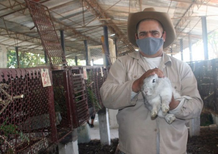 Misteriosa enfermedad hemorrágica viral está causando la muerte de conejos en Cuba