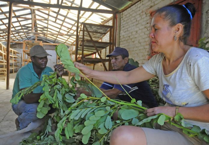 Prensa oficialista propone utilizar 