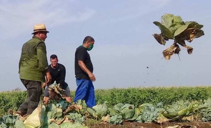 En medio de la escasez, el Gobierno cubano anuncia que destinará un fondo de 1800 millones de pesos para fomentar la producción agropecuaria en la isla
