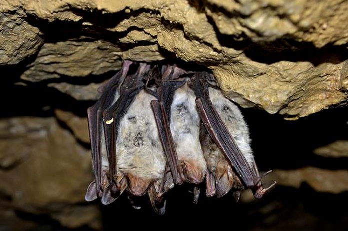 Denuncian quema masiva de colonias de murciélagos en Santiago de Cuba porque los creen relacionados con la expansión de la pandemia