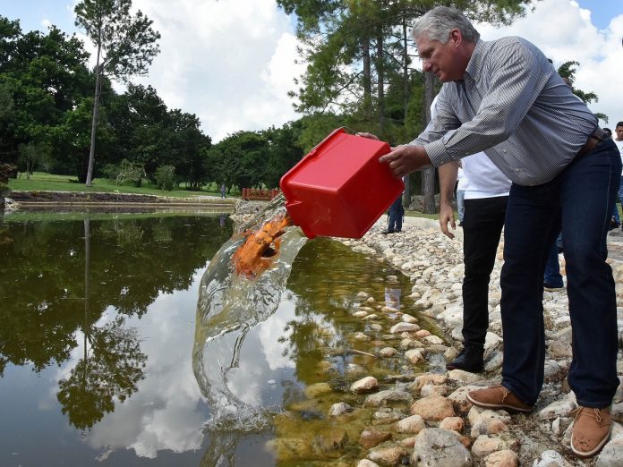 Las puertas del Jardín Botánico Nacional de Cuba, en La Habana, reabrieron sus puertas, pero hasta las carpas del Jardín Japonés desaparecieron