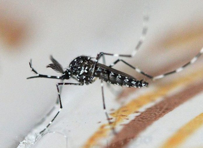 Autoridades cubanas en alerta ante la presencia en el oriente de Cuba de una nueva especie de mosquito transmisor de dengue