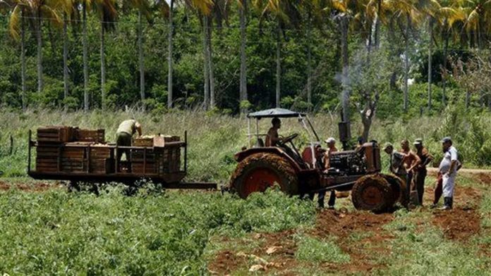 Salta la voz de alerta entre los campesinos en Cuba ante ola de robos de animales y cultivos