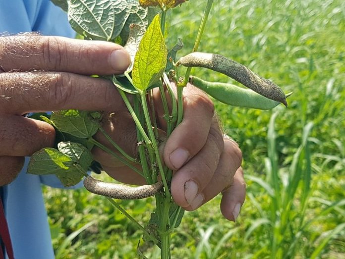 ¿Seguirán las desgracias? Alertan sobre plaga de hongo en plantaciones de frijol en Pinar del Río