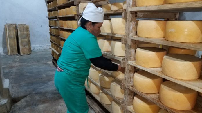 En Camagüey se produce el queso que comen los turistas y pagan en dólares los emigrados cubanos