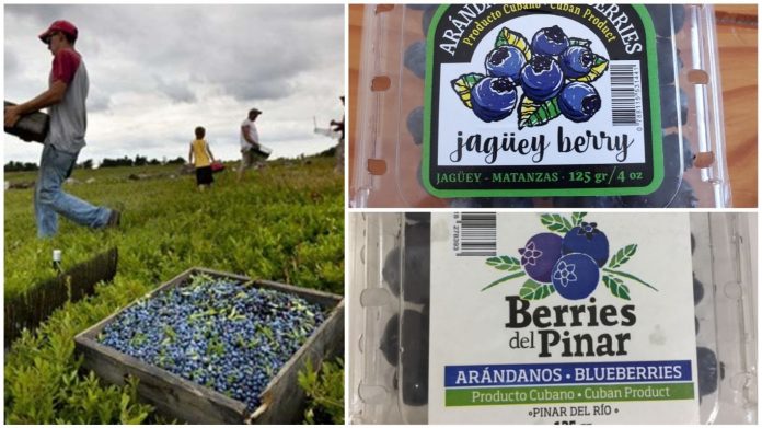 Gobierno cultiva arándanos en la isla, pero los frutos son exportados a Europa para ganar euros frescos para las arcas estatales