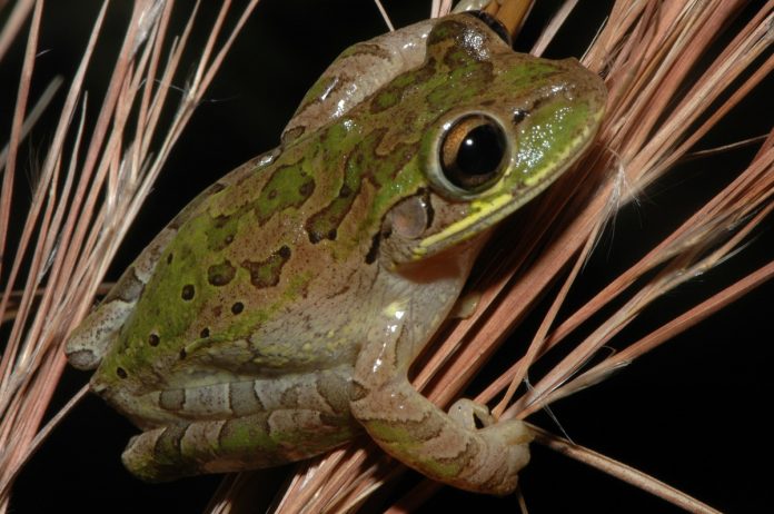 Encuentran en Florida ranas de origen cubano que portan un parasito pulmonar mortal para humanos y animales
